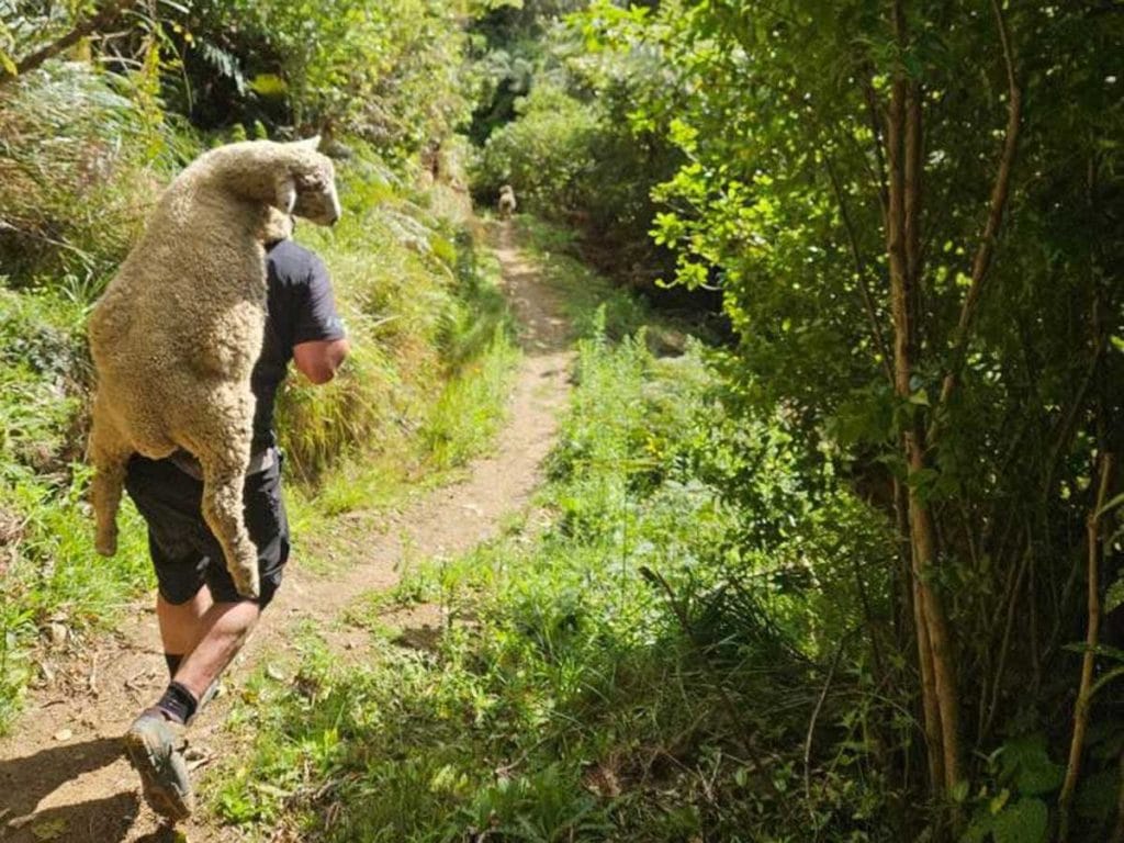 Dan carrying a sheep on Kahu