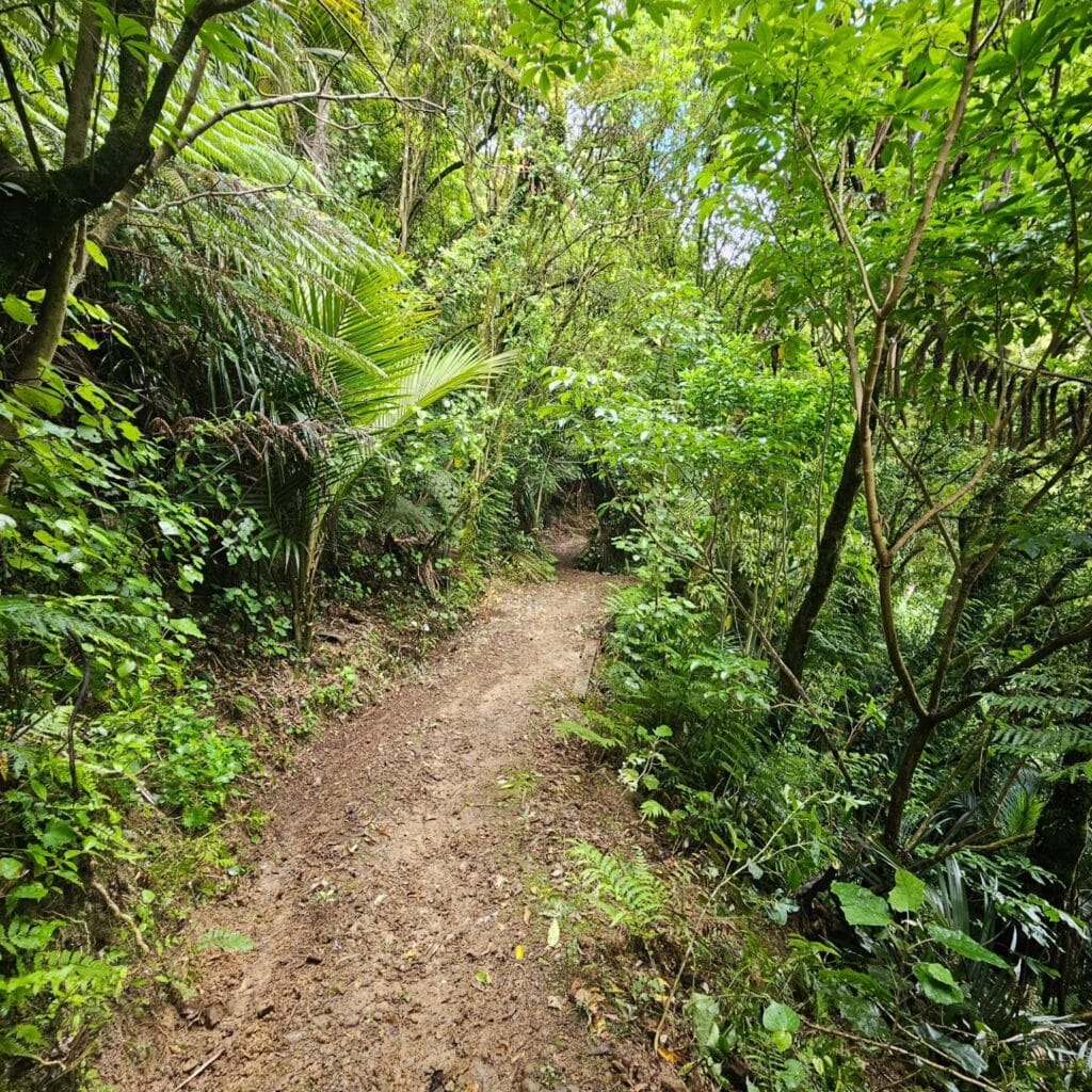 trail in bush