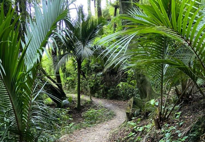 Pūpū Rahi trail